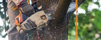 Why Choose Our Tree Removal Services in Churchville, NY?