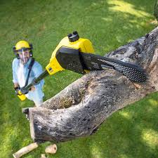 Best Lawn Maintenance Plans  in Churchville, NY