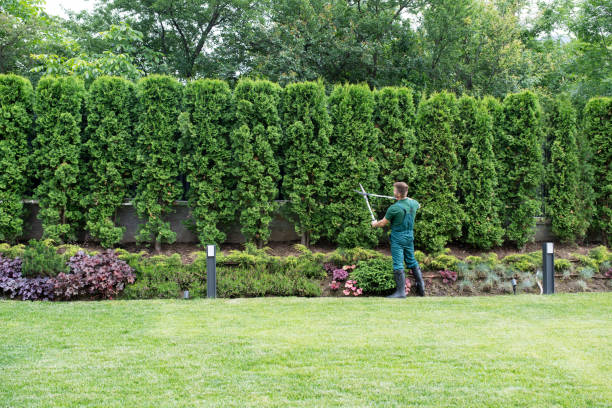 Best Tree Mulching Services  in Churchville, NY