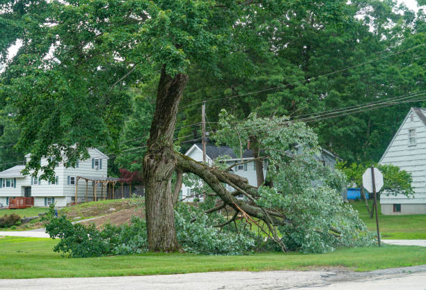 Best Hedge Trimming  in Churchville, NY